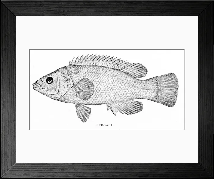 Framed Print : Bergall fish engraving 1898 Framed Print : Bergall fish engraving 1898