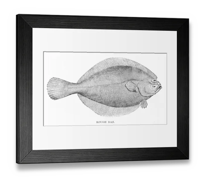 Framed Print : Rough dab fish engraving 1898 Framed Print : Rough dab fish engraving 1898