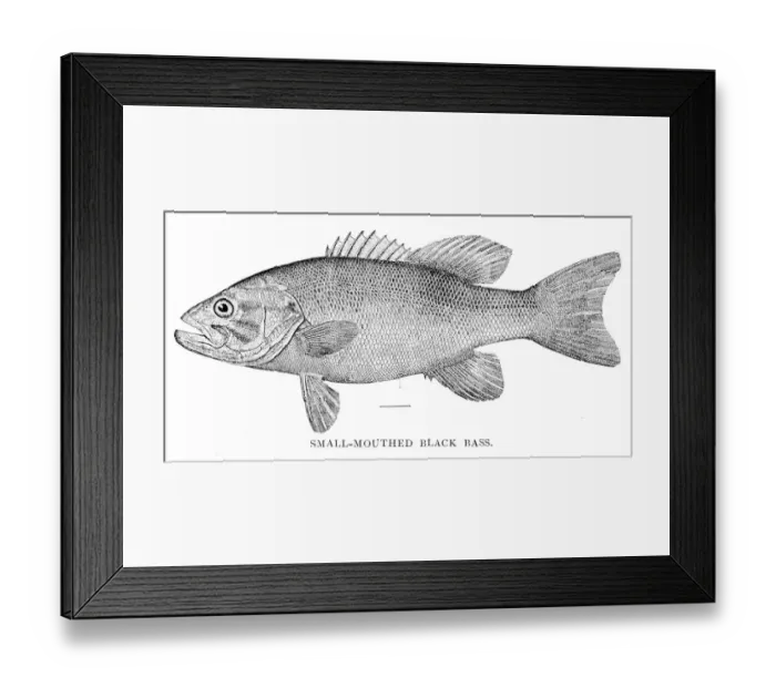 Framed Print : Small mouthed black bass engraving 1898 Framed Print : Small mouthed black bass engraving 1898