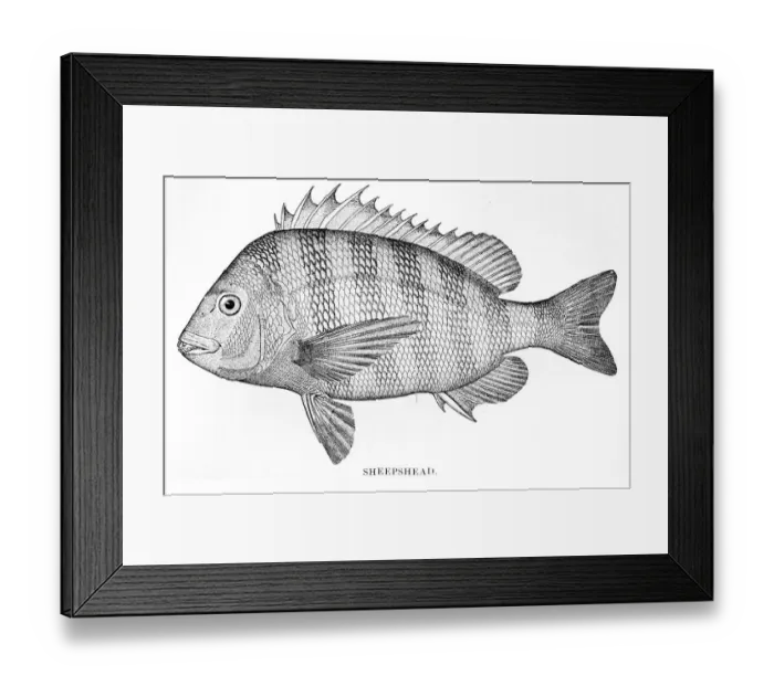 Framed Print : Sheepshead engraving 1898
