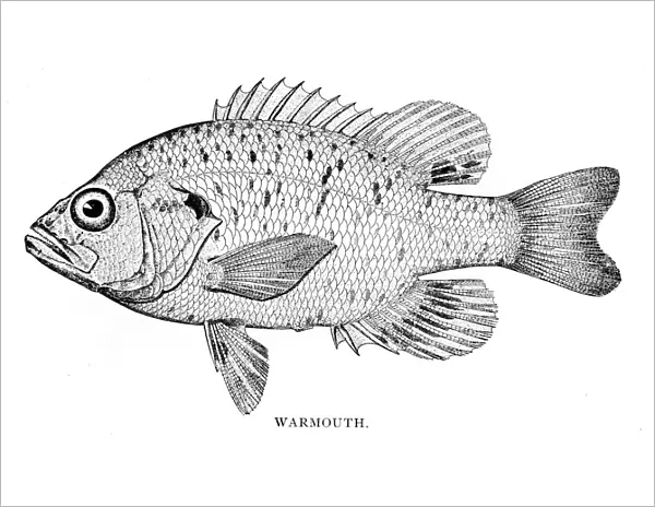 Warmouth fish engraving 1898