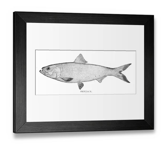 Framed Print : Skipjack engraving 1898