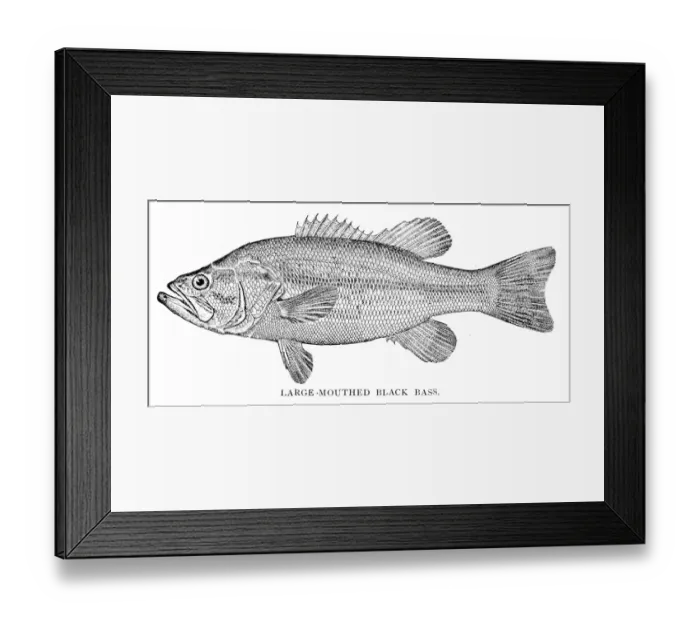 Framed Print : Large mouthed black bass engraving 1898 Framed Print : Large mouthed black bass engraving 1898