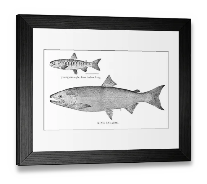 Framed Print : King salmon engraving 1898