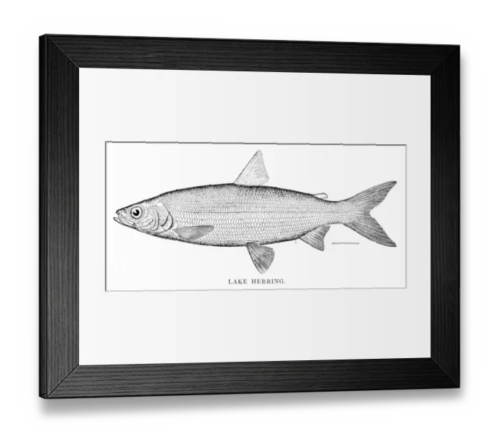Framed Print : Lake herring engraving 1898 Framed Print : Lake herring engraving 1898