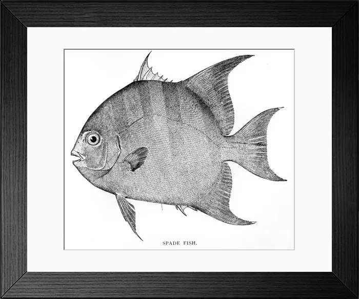 Framed Print : Spade fish engraving 1898 Framed Print : Spade fish engraving 1898