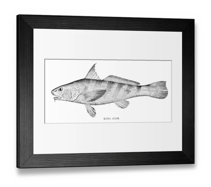Framed Print : King fish engraving 1898