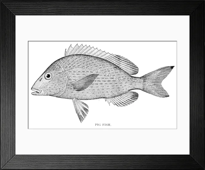 Framed Print : Pig fish engraving 1898