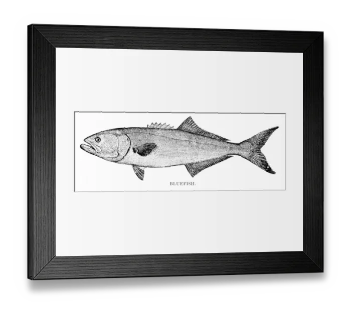 Framed Print : Bluefish engraving 1898 Framed Print : Bluefish engraving 1898