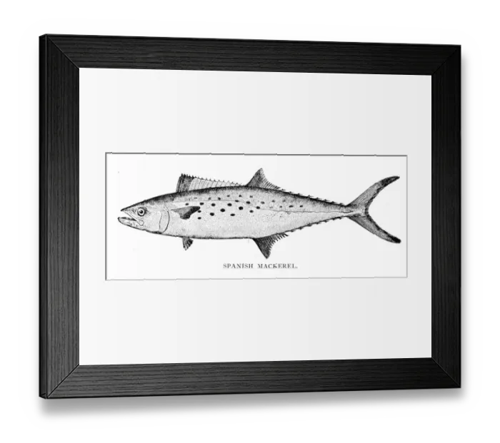 Framed Print : Spanish mackerel engraving 1898 Framed Print : Spanish mackerel engraving 1898