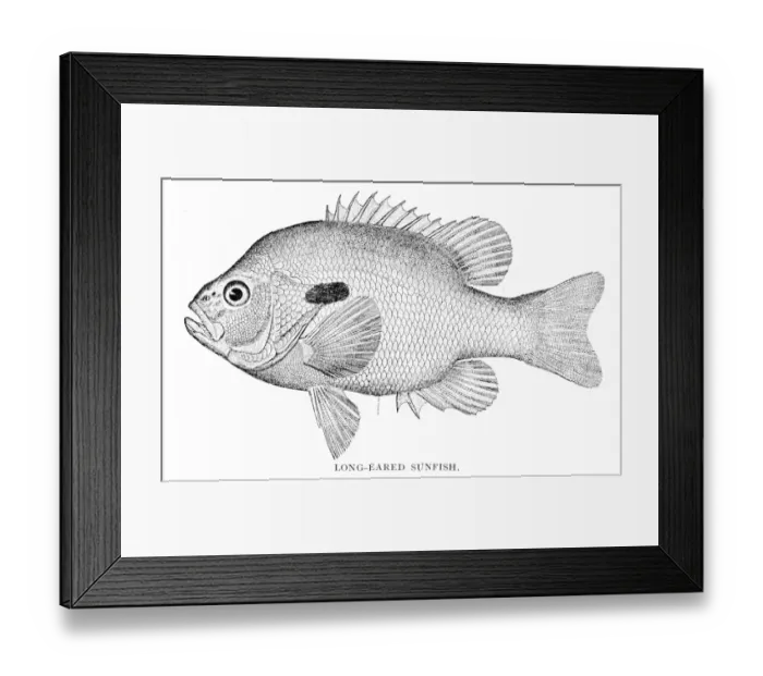 Framed Print : Long eared sunfish engraving 1898