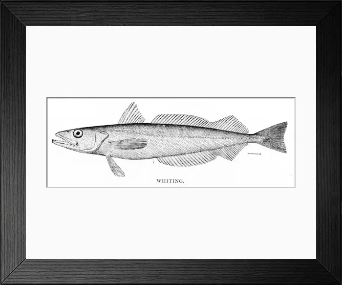 Framed Print : Whiting engraving 1898 Framed Print : Whiting engraving 1898