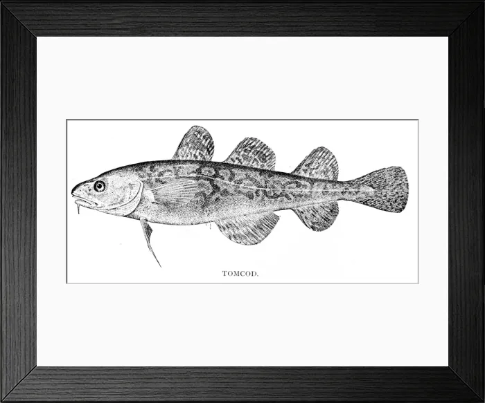 Framed Print : Tomcod engraving 1898 Framed Print : Tomcod engraving 1898