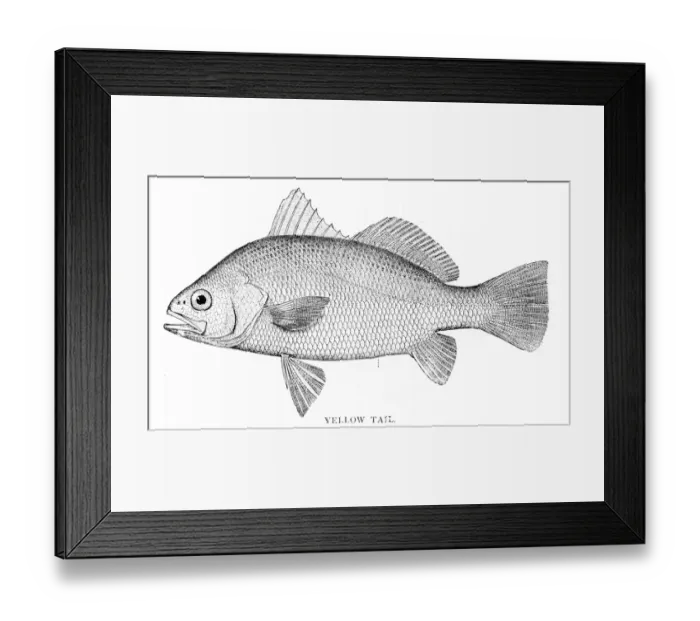 Framed Print : Yellow tail fish engraving 1898 Framed Print : Yellow tail fish engraving 1898