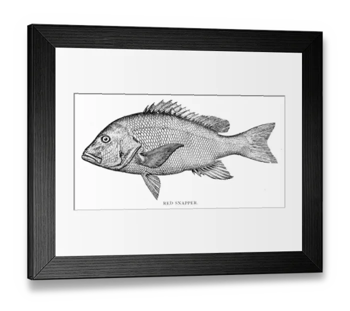 Framed Print : Red snapper engraving 1898