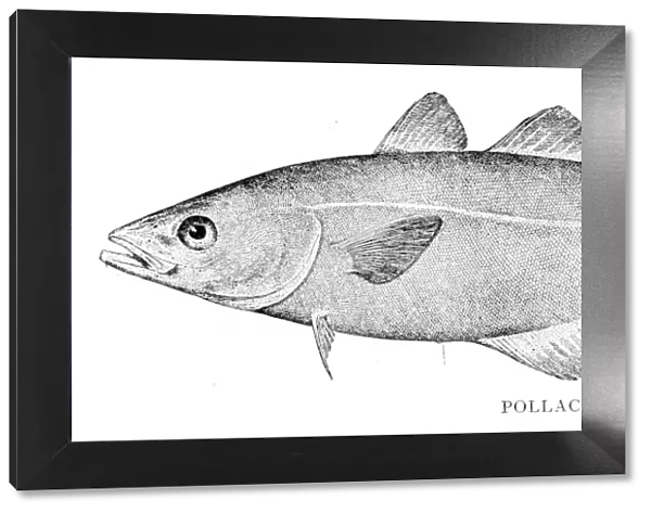 Pollock fish engraving 1898