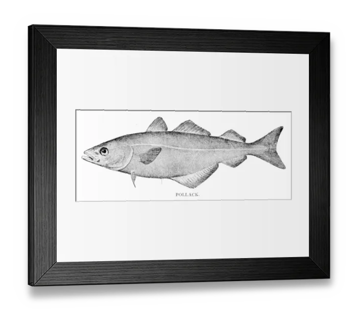 Framed Print : Pollock fish engraving 1898 Framed Print : Pollock fish engraving 1898