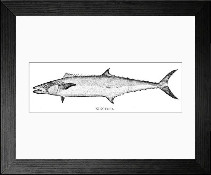 Framed Print : Kingfish engraving 1898 Framed Print : Kingfish engraving 1898