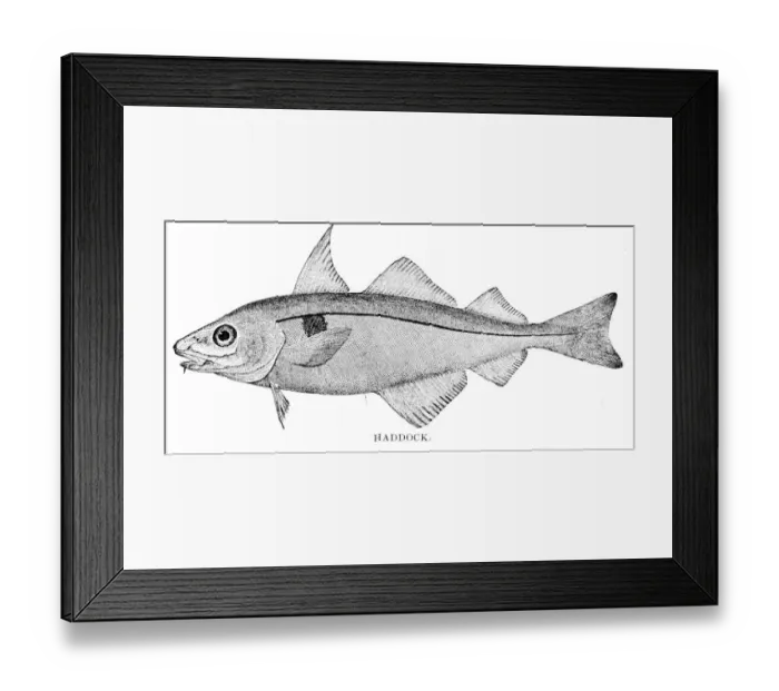 Framed Print : Haddock engraving 1898 Framed Print : Haddock engraving 1898