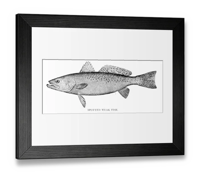 Framed Print : Spotted weak fish engraving 1898 Framed Print : Spotted weak fish engraving 1898