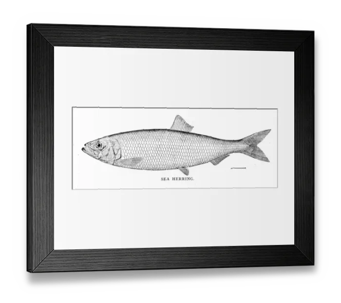 Framed Print : Sea herring engraving 1898