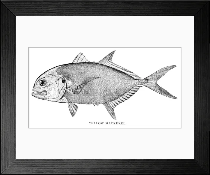 Framed Print : Yellow mackerel engraving 1898 Framed Print : Yellow mackerel engraving 1898
