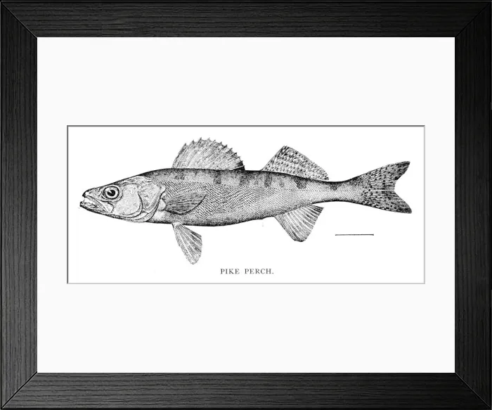 Framed Print : Pike perch engraving 1898 Framed Print : Pike perch engraving 1898