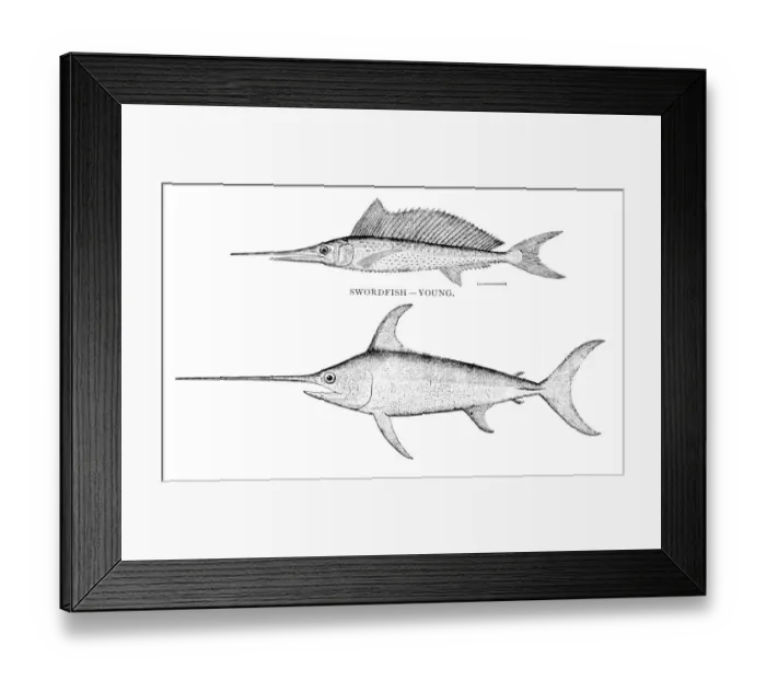 Framed Print : Swordfish engraving 1898 Framed Print : Swordfish engraving 1898