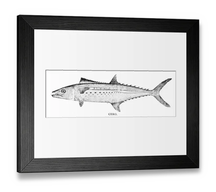 Framed Print : Cero fish engraving 1898