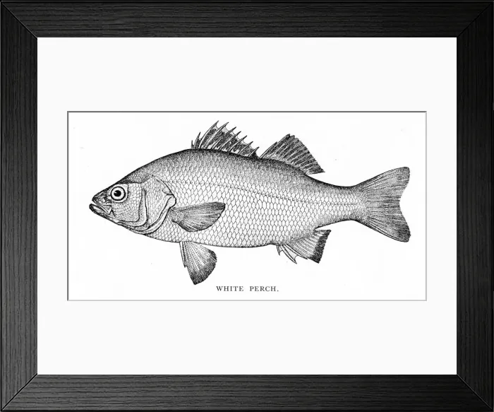 Framed Print : White Perch engraving 1898 Framed Print : White Perch engraving 1898