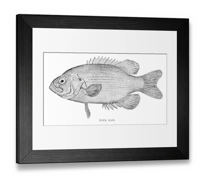 Framed Print : Rock bass engraving 1898 Framed Print : Rock bass engraving 1898