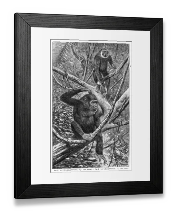 Framed Print : Gorilla and Lar gibbon engraving 1895 Framed Print : Gorilla and Lar gibbon engraving 1895