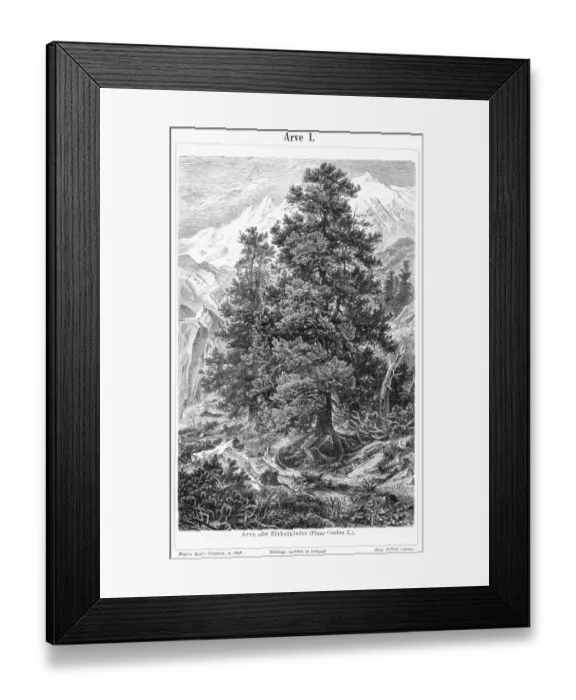 Framed Print : Pine tree engraving 1895