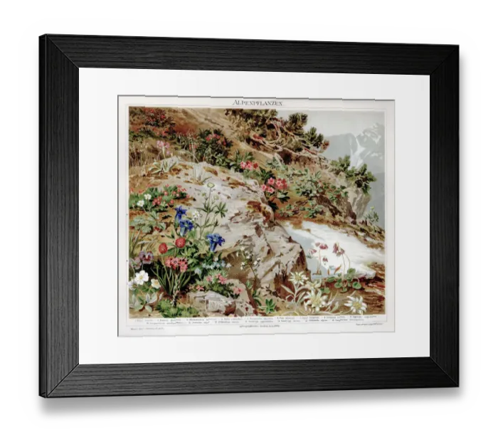 Framed Print : Alpine plants chromolithograph 1895 Framed Print : Alpine plants chromolithograph 1895