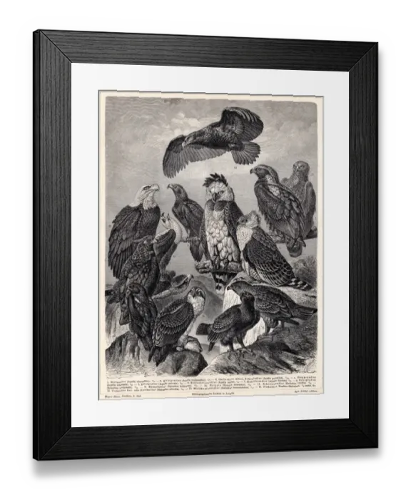 Framed Print : Eagles engraving 1895 Framed Print : Eagles engraving 1895