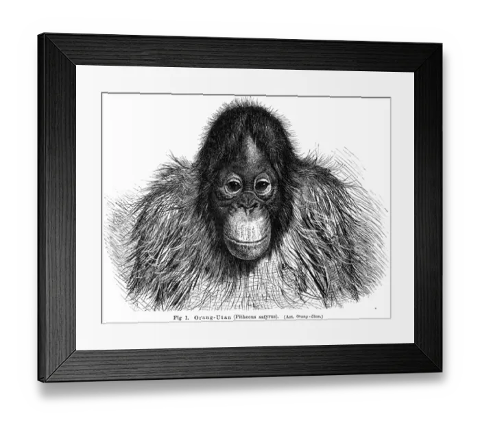 Framed Print : Young orangutan engraving 1895 Framed Print : Young orangutan engraving 1895