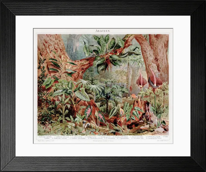 Framed Print : Calla Araceae chromolithograph 1895 Framed Print : Calla Araceae chromolithograph 1895