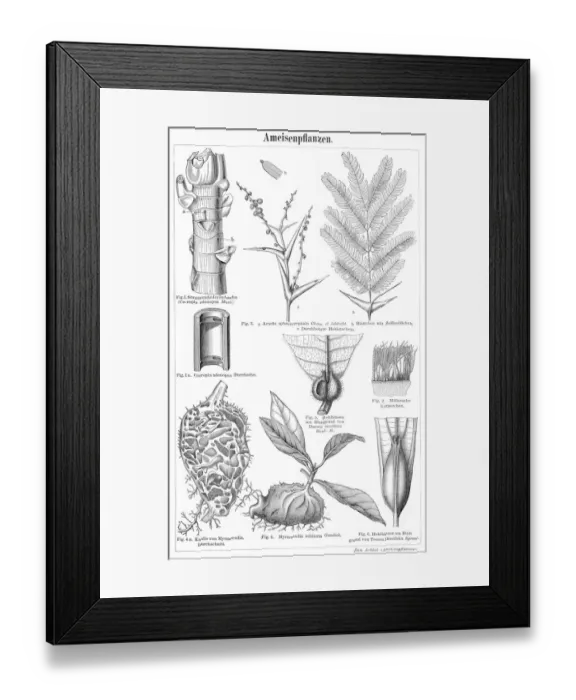 Framed Print : Plants ants engraving 1895 Framed Print : Plants ants engraving 1895