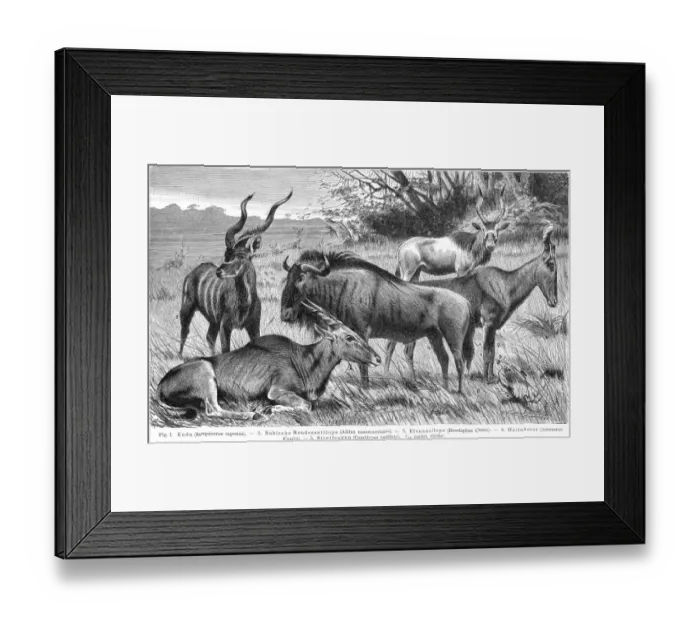 Framed Print : Antelopes engraving 1895 Framed Print : Antelopes engraving 1895