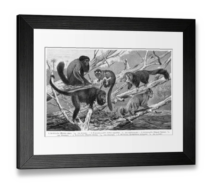 Framed Print : Monkeys engraving 1895