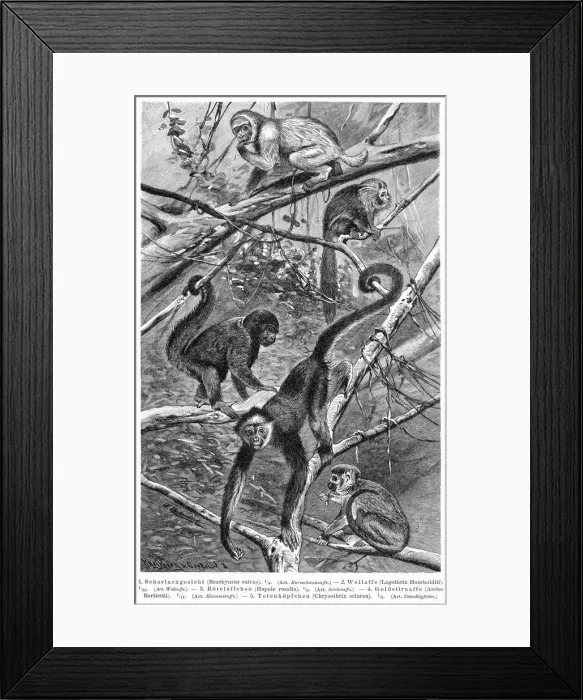 Framed Print : Monkeys engraving 1895 Framed Print : Monkeys engraving 1895