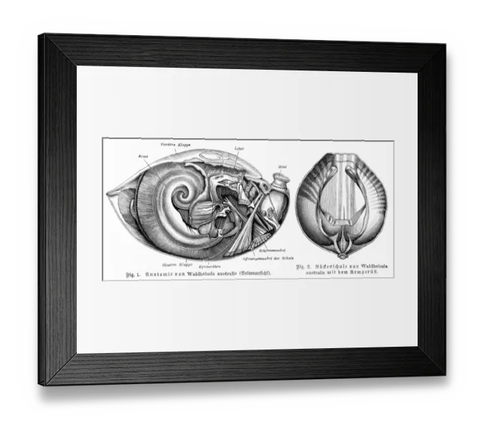 Framed Print : Anatomy of shell engraving 1895 Framed Print : Anatomy of shell engraving 1895