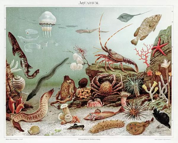 Aquarium Chromolithograph 1895