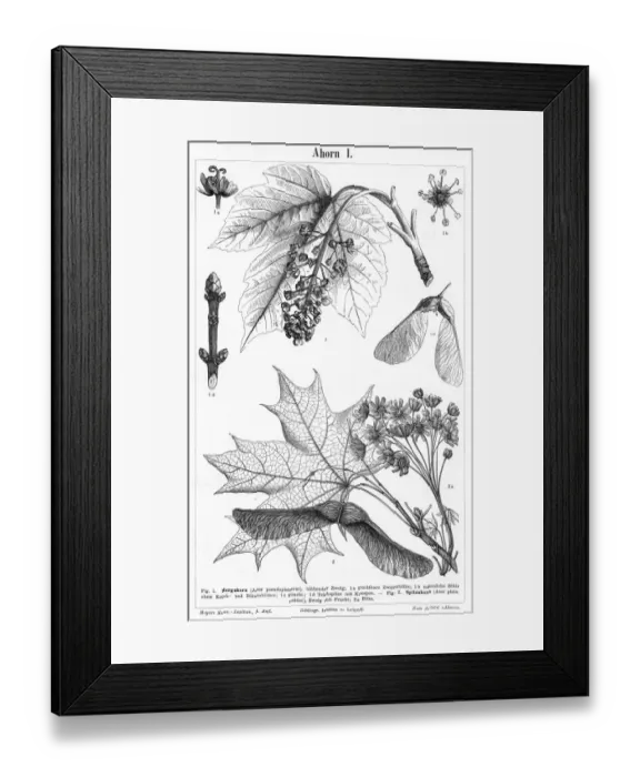 Framed Print : Maple engraving 1895 Framed Print : Maple engraving 1895