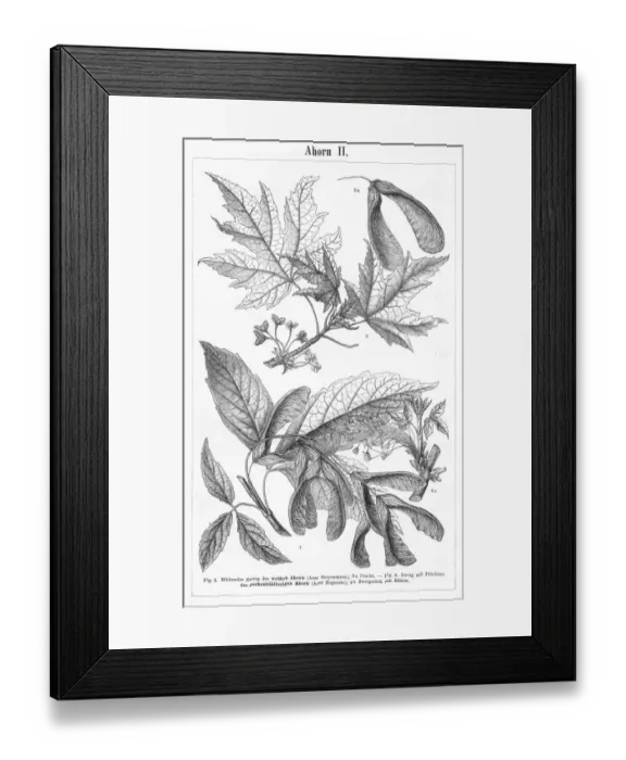 Framed Print : Maple engraving 1895 Framed Print : Maple engraving 1895