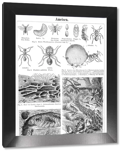 Ants engraving 1895