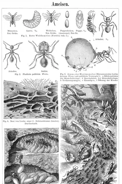 Ants engraving 1895