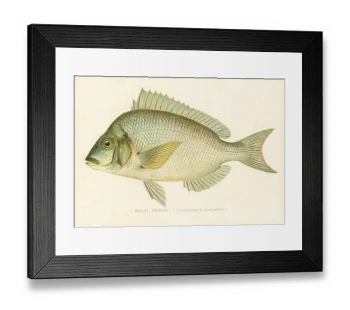 Framed Print : Scup porgy chromolithograph 1898 Framed Print : Scup porgy chromolithograph 1898