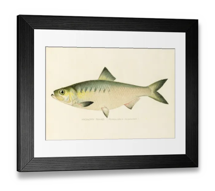 Framed Print : Hickory shad chromolithograph 1898 Framed Print : Hickory shad chromolithograph 1898