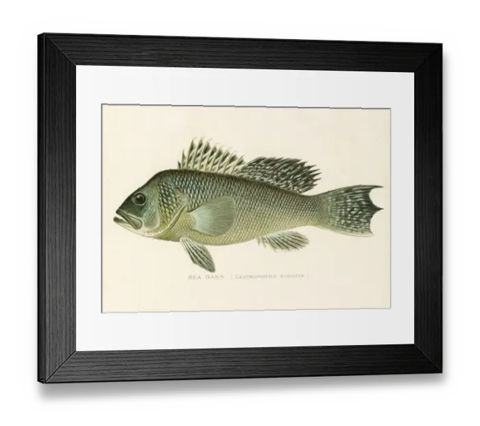 Framed Print : Sea bass chromolithograph 1898 Framed Print : Sea bass chromolithograph 1898